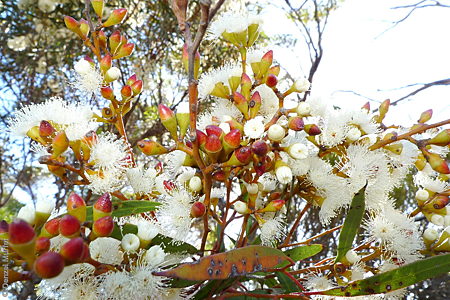 Eucalyptus leptophylla bud Denzel Murfet Finniss